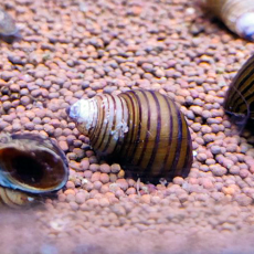 Улитка Мартенси (Filopaludina martensi)