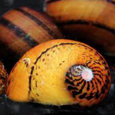 Улитка неритина О-ринг (Neritina natalensis O-ring)