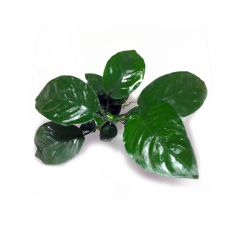 Анубиас Бартера (в горшке) (Anubias barteri var. barteri)