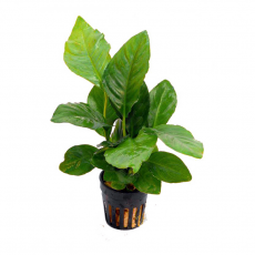 Анубиас Гетерофила (в горшке) (Anubias heterophylla)