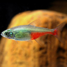 Афиохаракс ратбуни (Aphyocharax rathbuni)