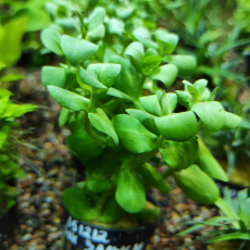 Бакопа зальцмана (в горшочке) (Bacopa sp. Salzmannii)