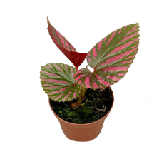 Бегония (Begonia Brevirimosa)