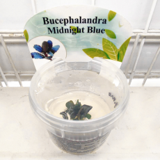 Буцефаландра Midnight Blue (меристема)