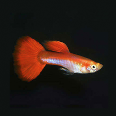 Гуппи Радужные (самец) (Poecilia reticulata var.)