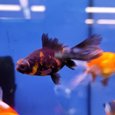 Золотая рыбка Телескоп бабочка красно-черный (M) (Carassius auratus)