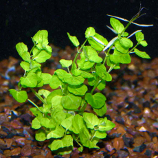 Кардамин лирата (с грузом) (Cardamine lyrata)