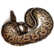 Королевский питон Cinnamon M