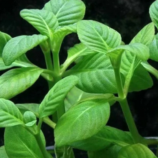 Лимнофила ругоза (с грузом) (Limnophila rugosa)