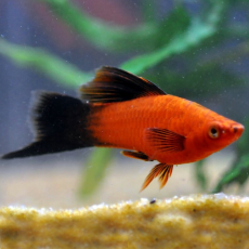 Меченосец красный чернохвостый флаговый (Xiphophorus hellerii var.)