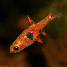 Микрорасбора земляничная (Boraras naevus)
