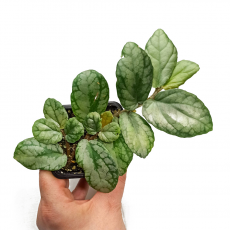 Пеллиония (Pellionia sp Silver)