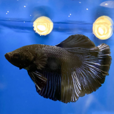 Петушок супердельта черный (самцы) (Betta splendens)