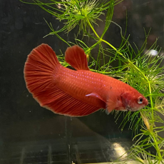 Петушок плакат красный (самец) (Betta splendens)