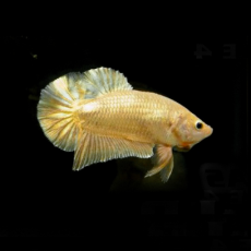 Петушок плакат золотой (самец) (Betta splendens)