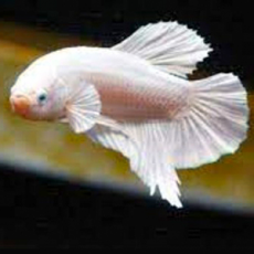 Петушок плакат платина (самцы) (Betta splendens)