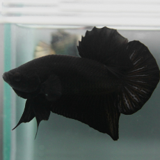 Петушок плакат черный (самец) (Betta splendens var.)