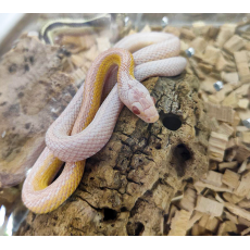 Полоз маисовый Snow Stripe