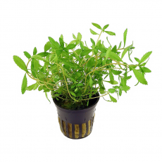 Прозерпинака палюстрис (в горшке) (Proserpinaca palustris)