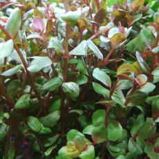 Ротала Эйч Ра (в горшке) (Rotala sp. H’Ra)