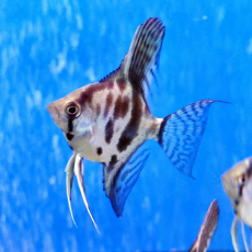 Скалярия леопардовая (S) (Pterophyllum scalare var.)