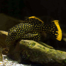 Сом Барианциструс L018 (Baryancistrus xanthellus)