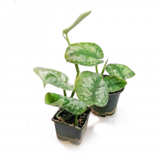 Сциндапсус (Scindapsus pictus)