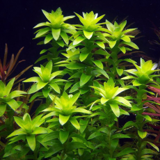 Тонина речная (с грузом) (Tonina fluviatilis)