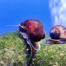 Улитка Ампулярия черничная (Pomacea bridgesii)