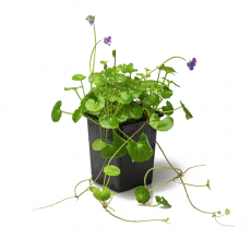 Фиалка (viola palustris)
