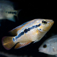 Цихлазома сальвини