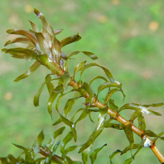 Элодея натталля (с грузом) (Elodea nuttallii)