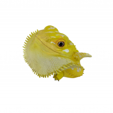 Коллекционная фигурка Бородатая агама желтая (Pogona vitticeps yellow)