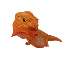 Коллекционная фигурка Бородатая агама красная (Pogona vitticeps red)