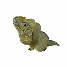 Коллекционная фигурка Игуана-носорог  (Cyclura cornuta)