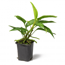 Антуриум (Anthurium Scandens)