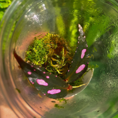Бегония (Begonia sp Julau thin leaf)
