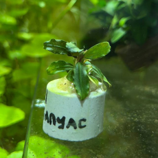 Буцефаландра Брауни Капуас (ветка) (Bucephalandra kapuas brownie)