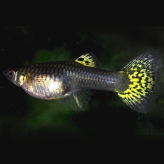 Гуппи Кобра зеленая (самка) (Poecilia reticulata)