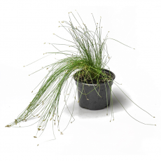 Камыш (Scirpus Cernuus)