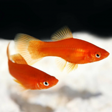 Меченосец красный XL (Xiphophorus helleri)
