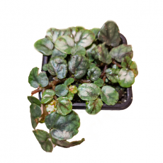 Пеллиония (Pellionia sp Green-brown)