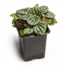 Пеперомия (Peperomia Caperata ‘Burbella‘)