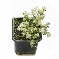 Пилея (Pilea Microphylla Variegata)