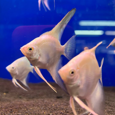 Скалярия платиновая белая (M) (Pterophyllum scalare)