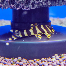 Сом пеколтия компта L134 (Peckoltia compta)