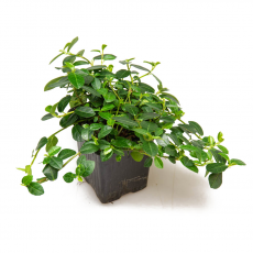 Фикус (Ficus Vaccinioides)