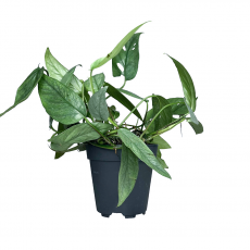Эпипремнум (Epipremnum Cebu Blue)