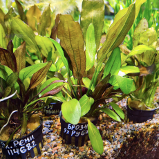 Эхинодорус Рубин Красный (в горшке) (Echinodorus sp. Rubin)