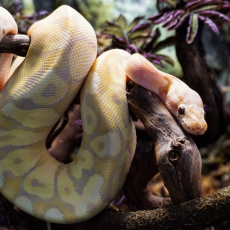 Королевский питон Banana pastel fire hypo, S-M (Германия)